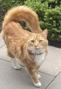 Ginger cat cared for by a Chompi pet sitter in Doncaster