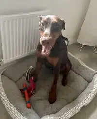 Doberman on a GPS-verified dog walk with a Chompi sitter in Sheffield