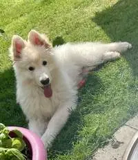 Fluffy dog enjoying doggy day care in Doncaster with a Chompi sitter