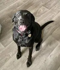 Black Labrador on a dog walk with a trusted Chompi walker in Leeds