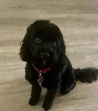 Black cocker spaniel in dog boarding care with a Chompi sitter in Doncaster
