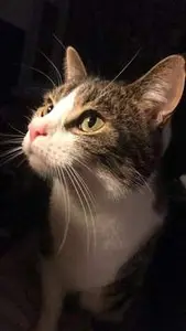Tabby cat cared for during a pet drop-in visit in Sheffield
