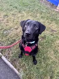 Black Lab puppy enjoying doggy day care with a Chompi sitter in Doncaster