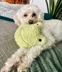 White dog playing during dog boarding with a Chompi sitter in Sheffield