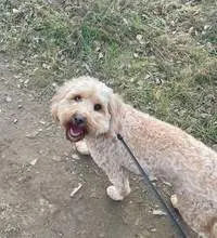 Golden cockapoo enjoying dog walking in Leeds with a Chompi sitter