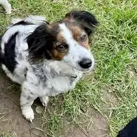 Spaniel mix in doggy day care in Doncaster with a background-checked Chompi sitter