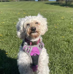 Doggy day care in Doncaster and Sheffield - full-day care with vetted local sitters