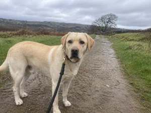Dog walking service in Doncaster, Sheffield and Leeds - GPS-verified daily walks